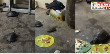 When the lights are switched on, turtles arrive at a hotel in Thrissur city instead of humans