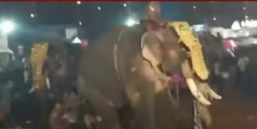 Elephant Turns Violent 