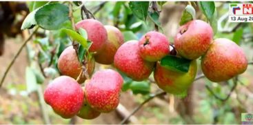 apple harvest