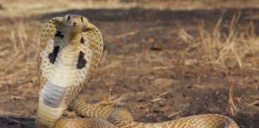 snake-bite-in-near-guruvayur-temple-north-nada 