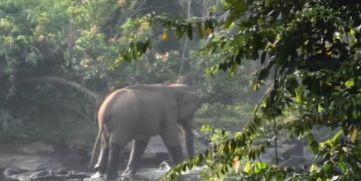 Injured Elephant to be Tranquilized Today