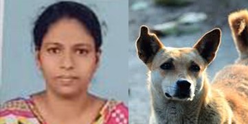 women dies after injured by stray dogs 