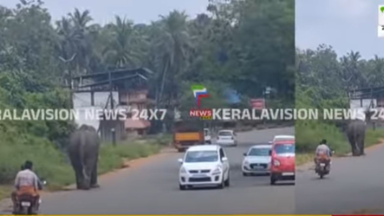 elephant got violent in kallumpuram