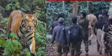 Tiger Sighting Continues in Amarakuni