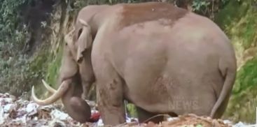 Munnar Wild Elephent Padayappa 