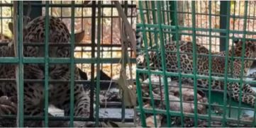 Captured Leopard 