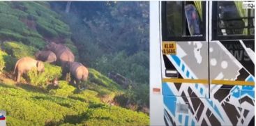 A group of wild elephants attacked a bus in Munnar and broke the glass with their trunks