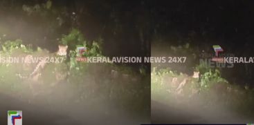 A tiger landed in Athirappilly