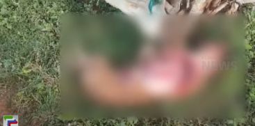 vayanaadu chooral‍malayilu‍ puliyirangi valaru‍thu naayaye konnu A pet dog was killed by a tiger in Wayanad Churalmala