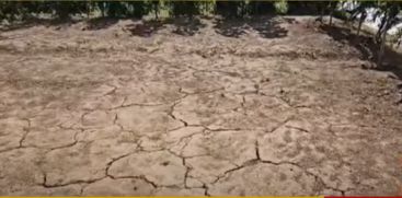 Lack of rain in Vattavada is a setback for farmers