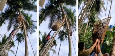 coconut fell on his head the worker was stuck upside down in the coconut lifting machine and was brought down by the fire brigade