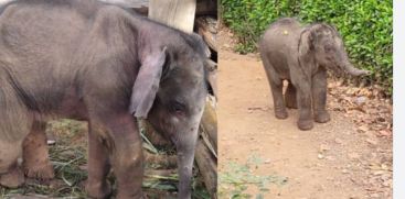 elephant calf