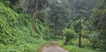 Giant trees pose a threat in Idukki Anchuruli