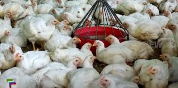 poultry prices are on the rise in the state