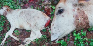 Leopard Attacks And Killed A Cow In Palappilly Thrissur