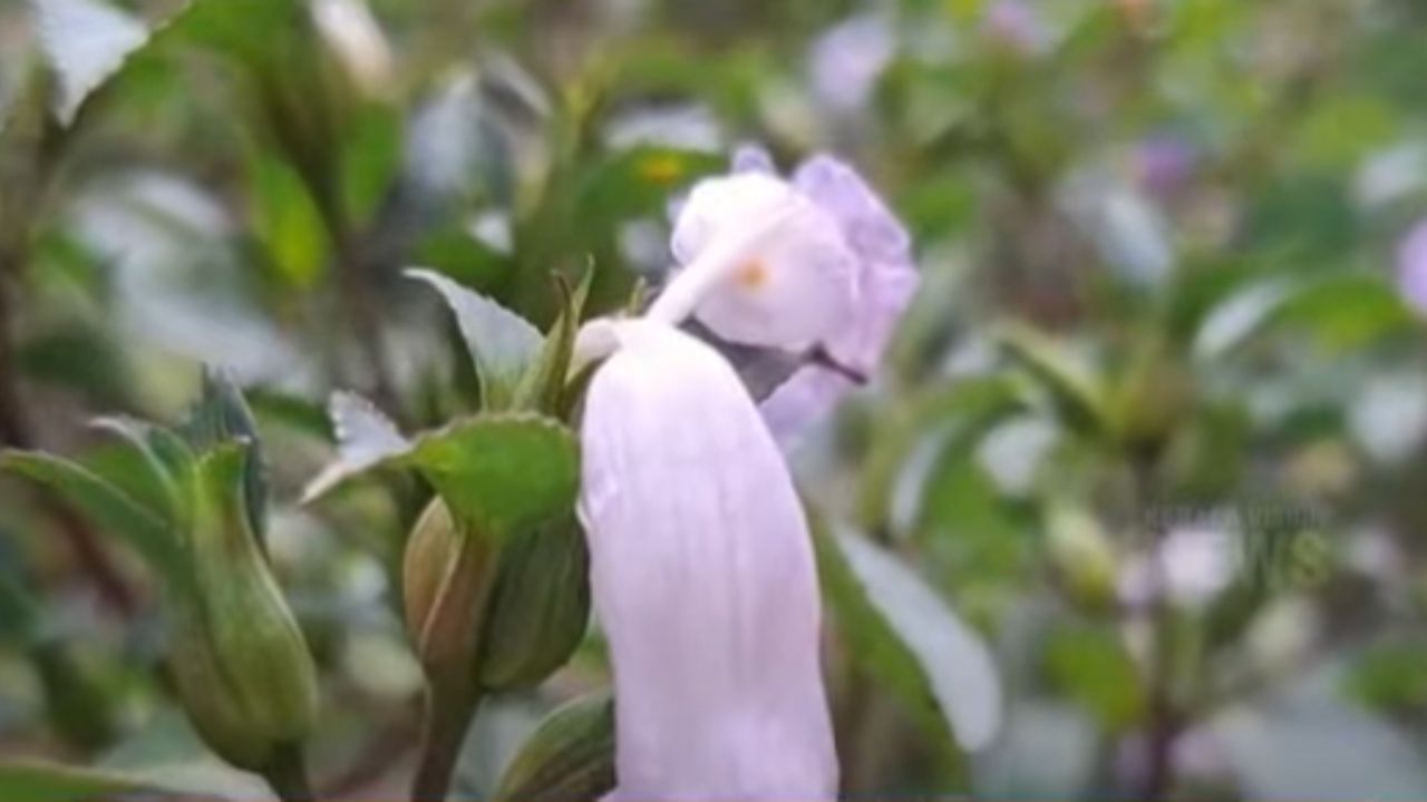 Neelakurinji