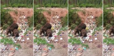 Elephent Eat Waste in Chinnakkanal