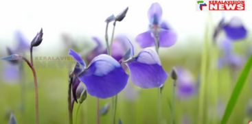 Blue spring flowers in Madaipara, Kannur; Huge crowd of visitors