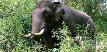 There is strong protest over the death of a young man in a wild elephant attack in Munnar