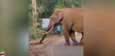 Attempts are being made to drive Padayappa into the forest and back into the inhabited area