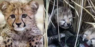 Cheetah translocated to India from Namibia gives birth to four cubs