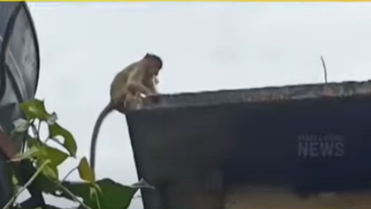 monkey