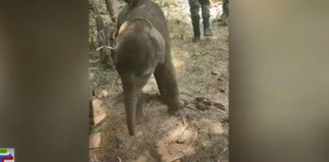 The baby elephant was stranded near the forest border