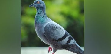 pigeon-accused-of-spying-was-probed-by-mumbai-cops-for-astonishing-8-months