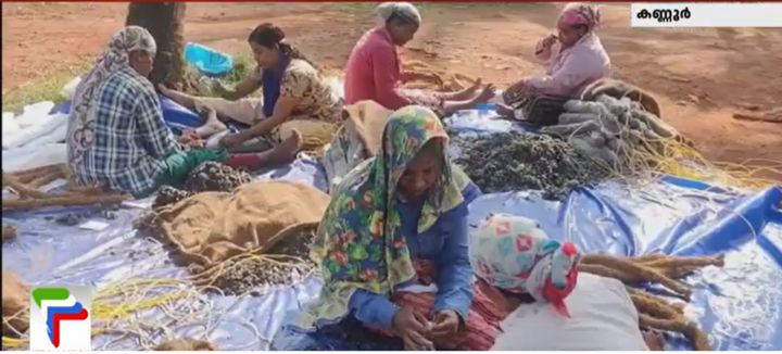 Kallummakaya farming season in Kavwai Kayal