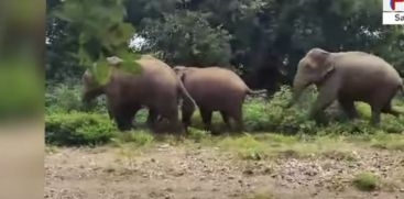 wild elephants