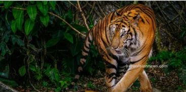 Another tiger attack in Vandiperiyar; The cow was found dead