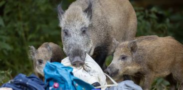 About 20 wild boars entered the  Idukki Murikat Kudi School ground