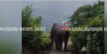 Wild Elephant Padayappa 