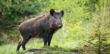 A student was seriously injured in an attack by a wild boar