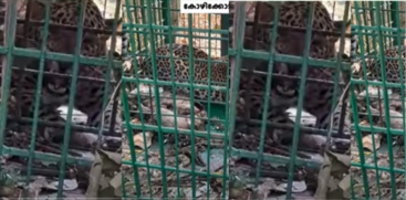 Tiger Trapped