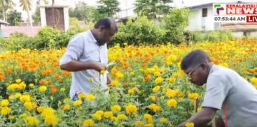 Tagetes erecta 