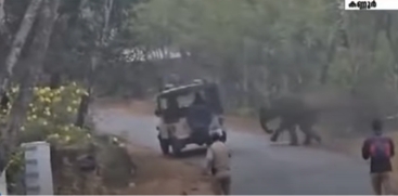 Wild Elephant Enters Karikottakari Town