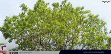 Rudraksha tree in Kainur Shiva temple as a curious sight