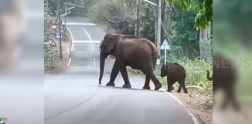 Trunkless wildelephant  and herd of elephants again in Athirappily region