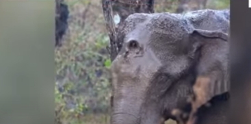  Elephant with Head Injury Still in Critical Condition