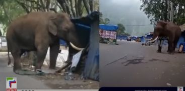 Kattukomban Padayappa got off at Munnar Ecopoint