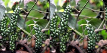 Pepper Farmers Face Crisis as Plants Are Destroyed