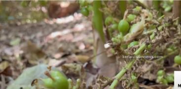 In Idukki, cardamom plantations are being harassed by thieves