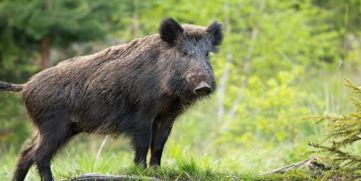 Wild Boar 