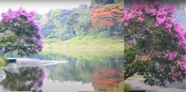 Idukki covered in Blossom 