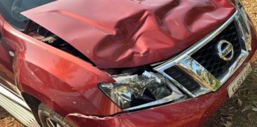 bison fell top of moving car bonnet broken