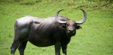 One injured in wild buffalo attack in Marayur, Idukki