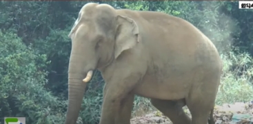 Injured One-Horned Elephant