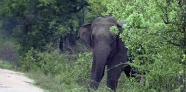 wild elephant attack at Perumbavoor