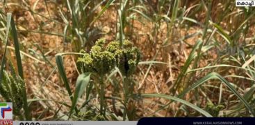 Ernakulam Muvattupuzha Block Panchayat led the cultivated ragi harvest